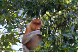 Borneo - The Best Of